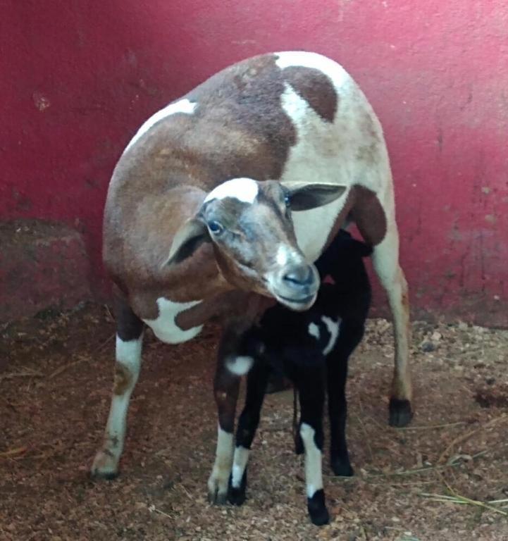 Aldeia Parque Pousada Rural São Roque Екстериор снимка