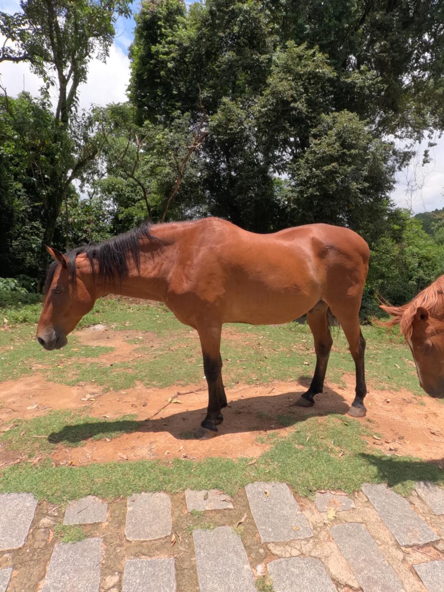 Aldeia Parque Pousada Rural São Roque Екстериор снимка